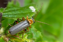 Cantharis nigricans (5)